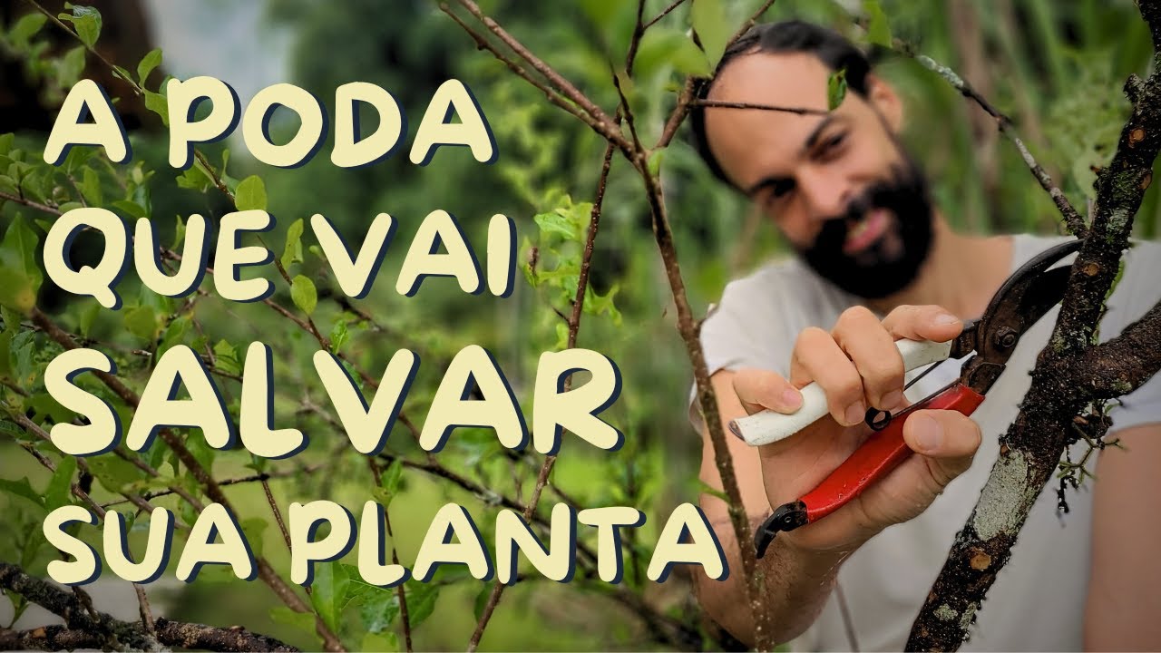 Como Fazer um pé de Acerola Produzir Muito