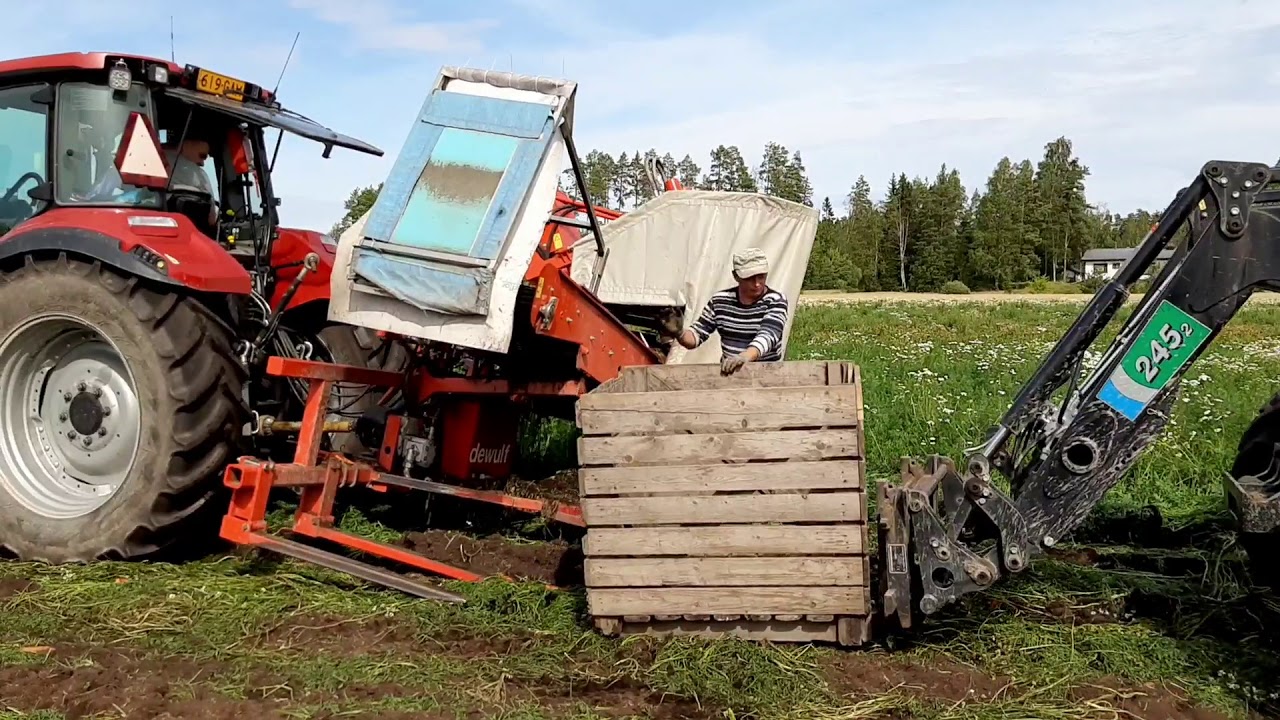 Porkkanan nostoa carrot harvester 2019
