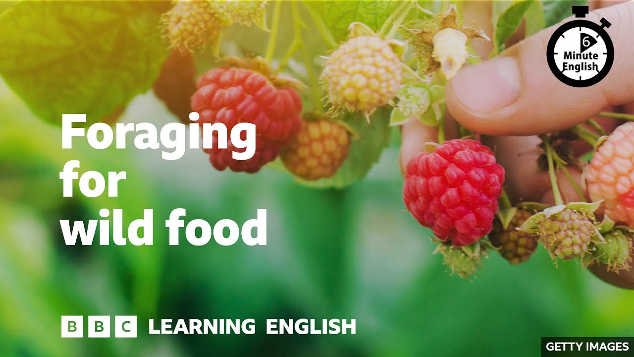 Foraging for wild food ⏲️ 6 Minute English