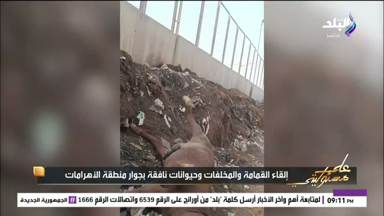 فيديو يثير غضب أحمد موسى على الهواء بسبب سور الأهرامات وتراكم القمامة: مفيش مسئول في المنطقة