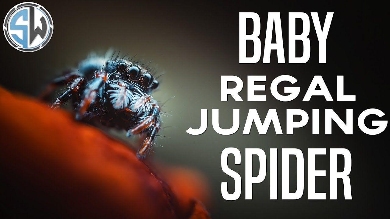 Photographing a baby regal jumping spider!