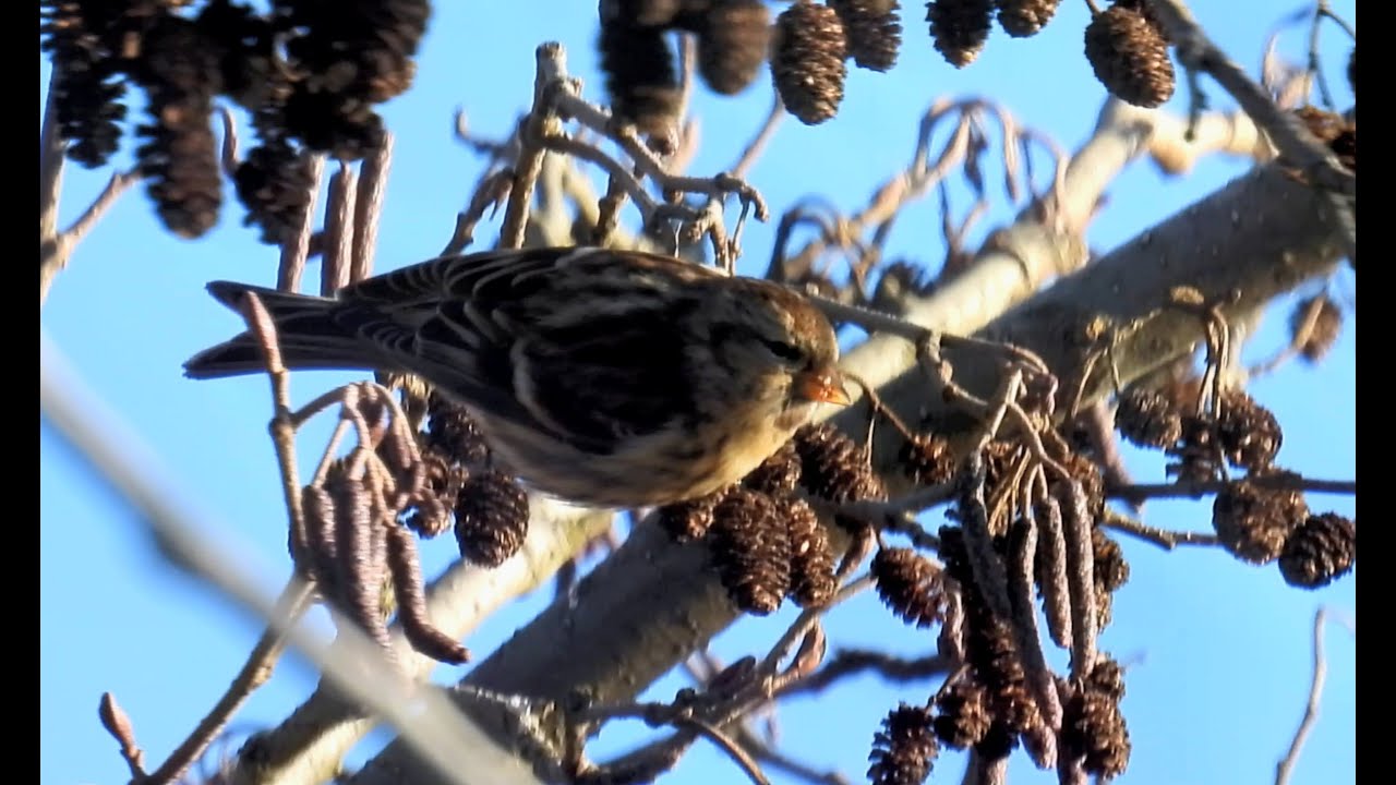 Čečetka zimní, Lesser Redpoll, Birkenzeisig, Kleine barmsijs, Чечётка , Czeczotka zwyczajna