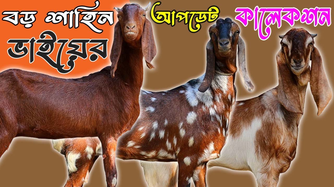 শাহিন ভাইয়ের ধামাকা কমদামে সুপার টপ কোয়ালিটি মা বাচ্চা ও দুধের ছাগল | Goat Farming