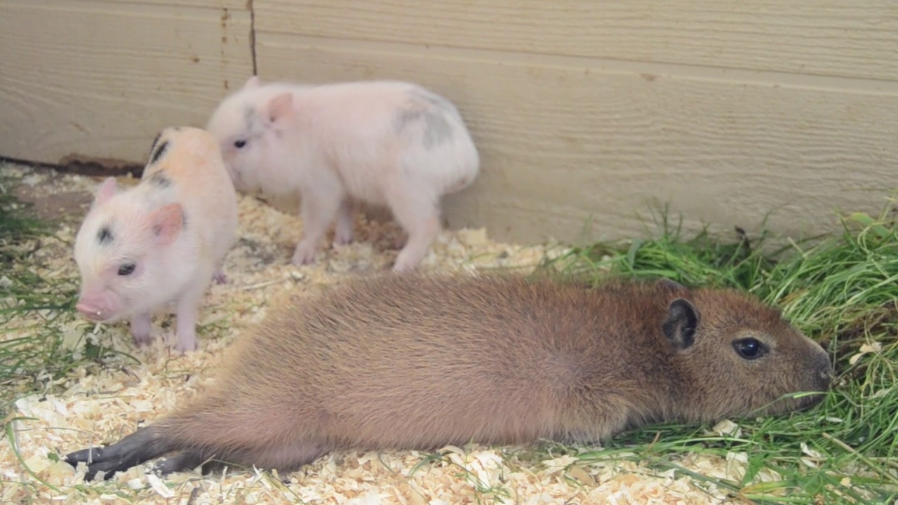 Capybara Hanging out with piggies
