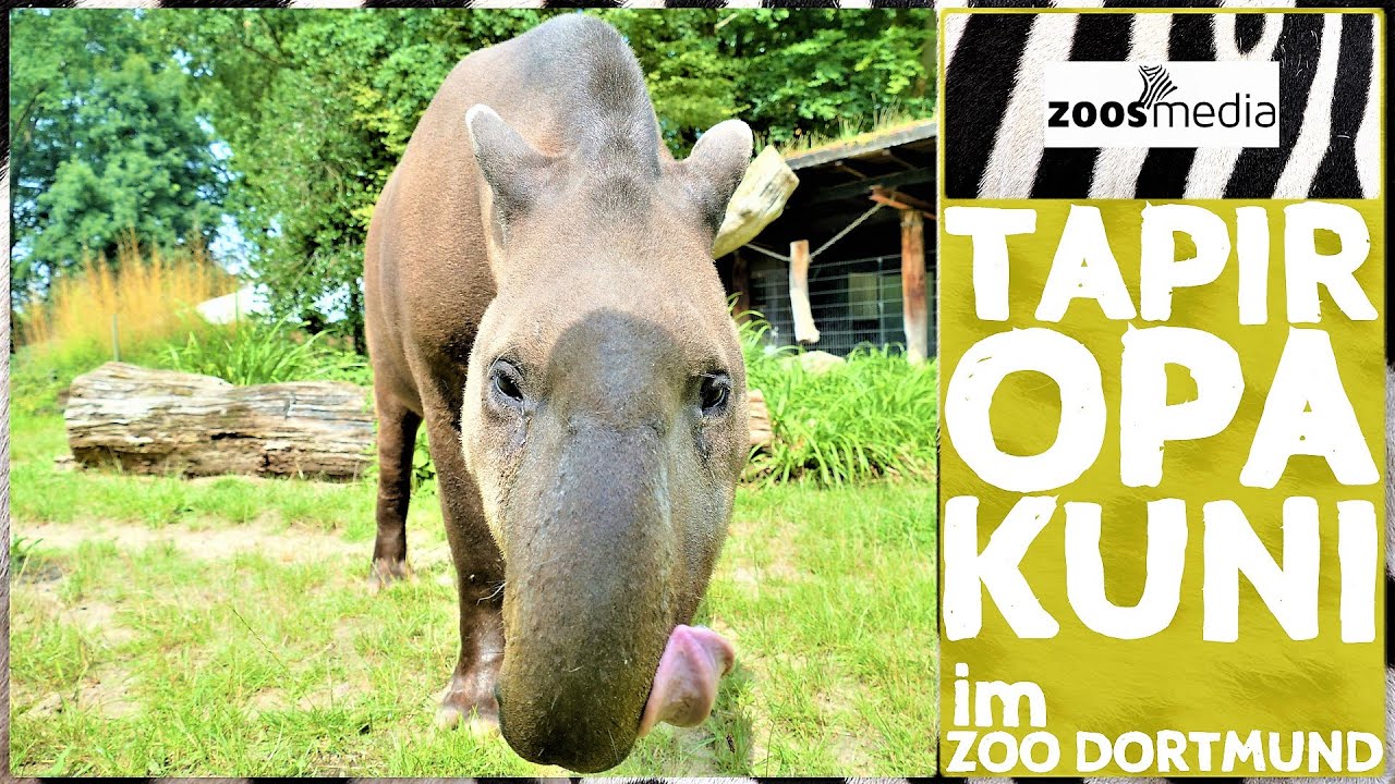 Zoo Dortmund: Tapir-Opa KUNI | zoos.media
