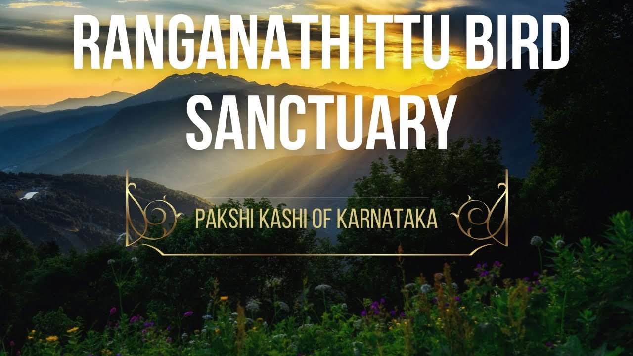 ರಂಗನತಿಟ್ಟು ಪಕ್ಷಿಧಾಮ 