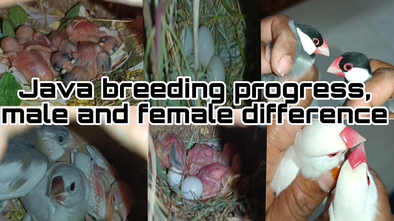 java sparrow breeding progress# java male and female difference # java male and female telugu#