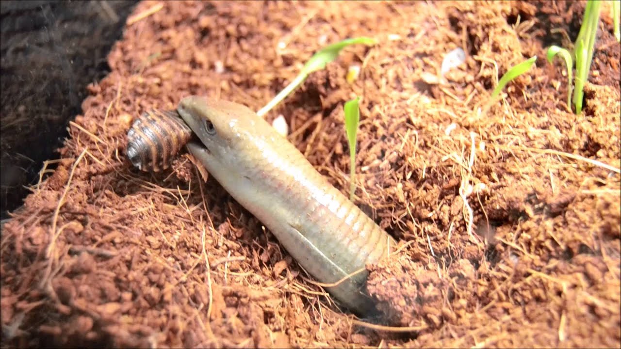 Legless Lizard Eating
