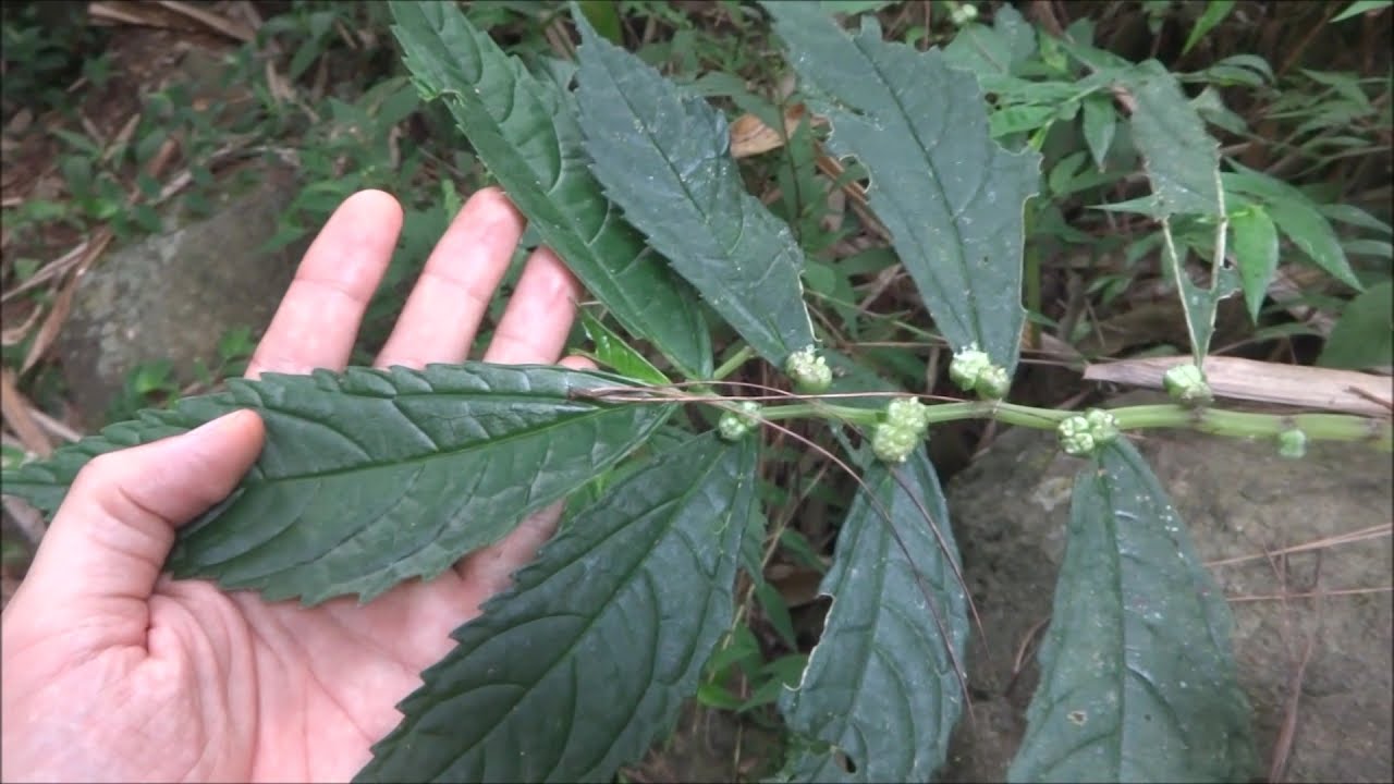 World's Most Underutilized Vegetables no. 1 - Elatostema