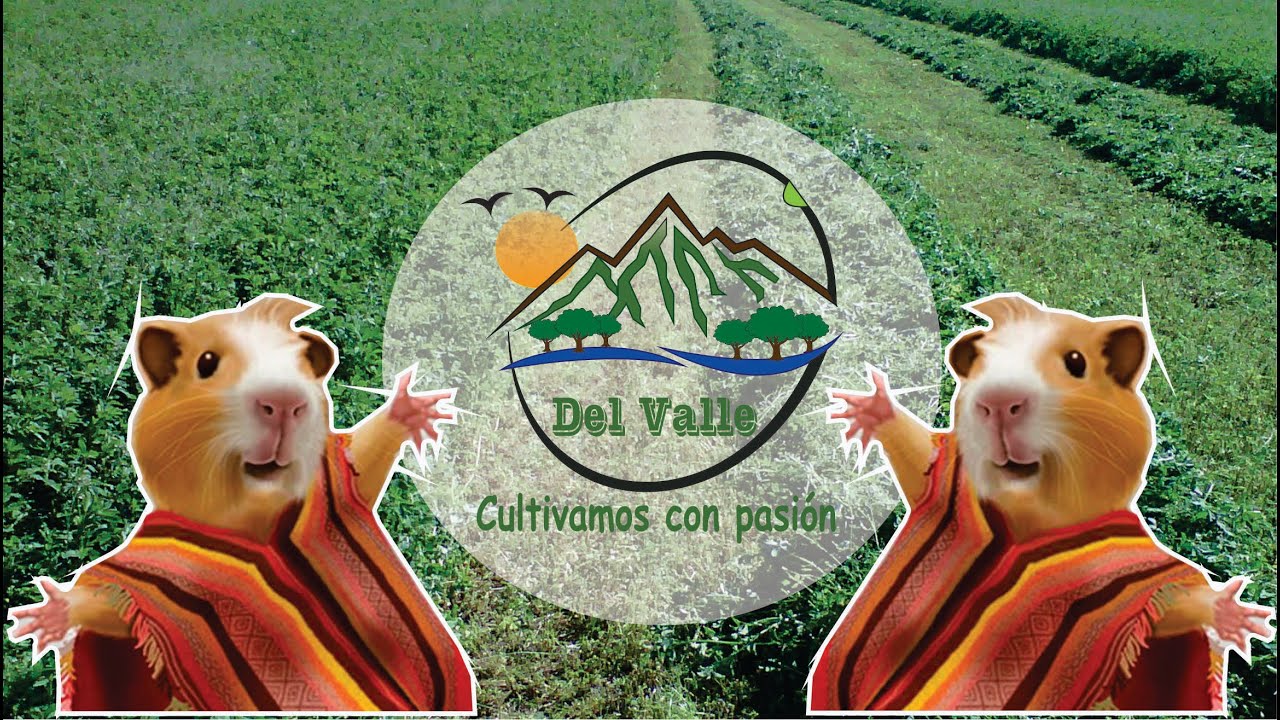 siembra de ALFALFA para la crianza de CUY