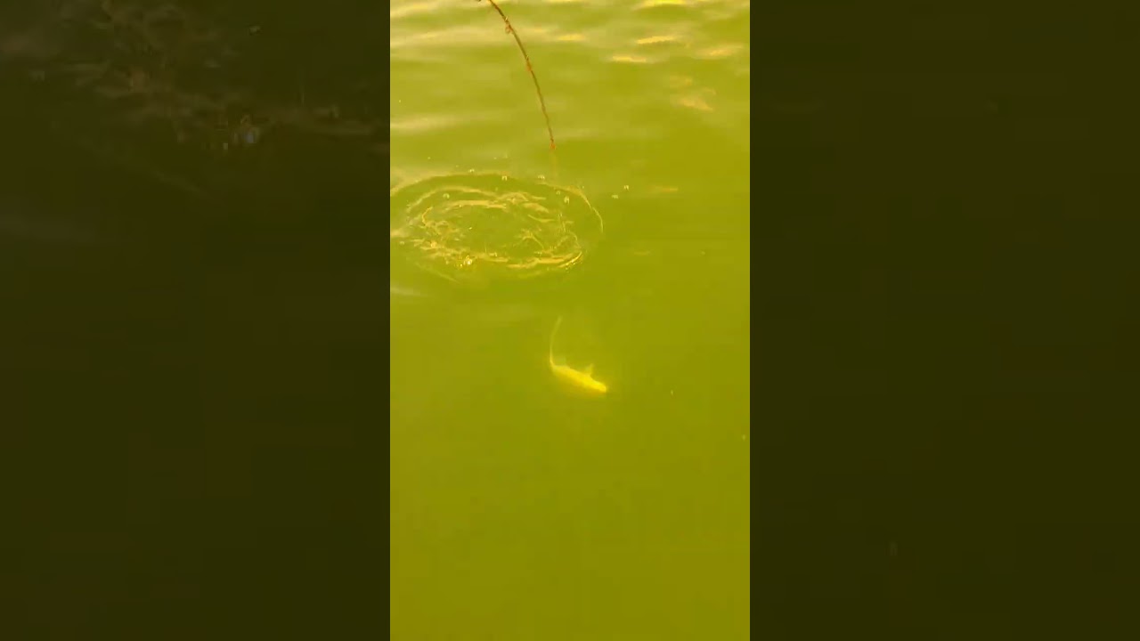 He thought it was a shark #dumn #shark  #fishing