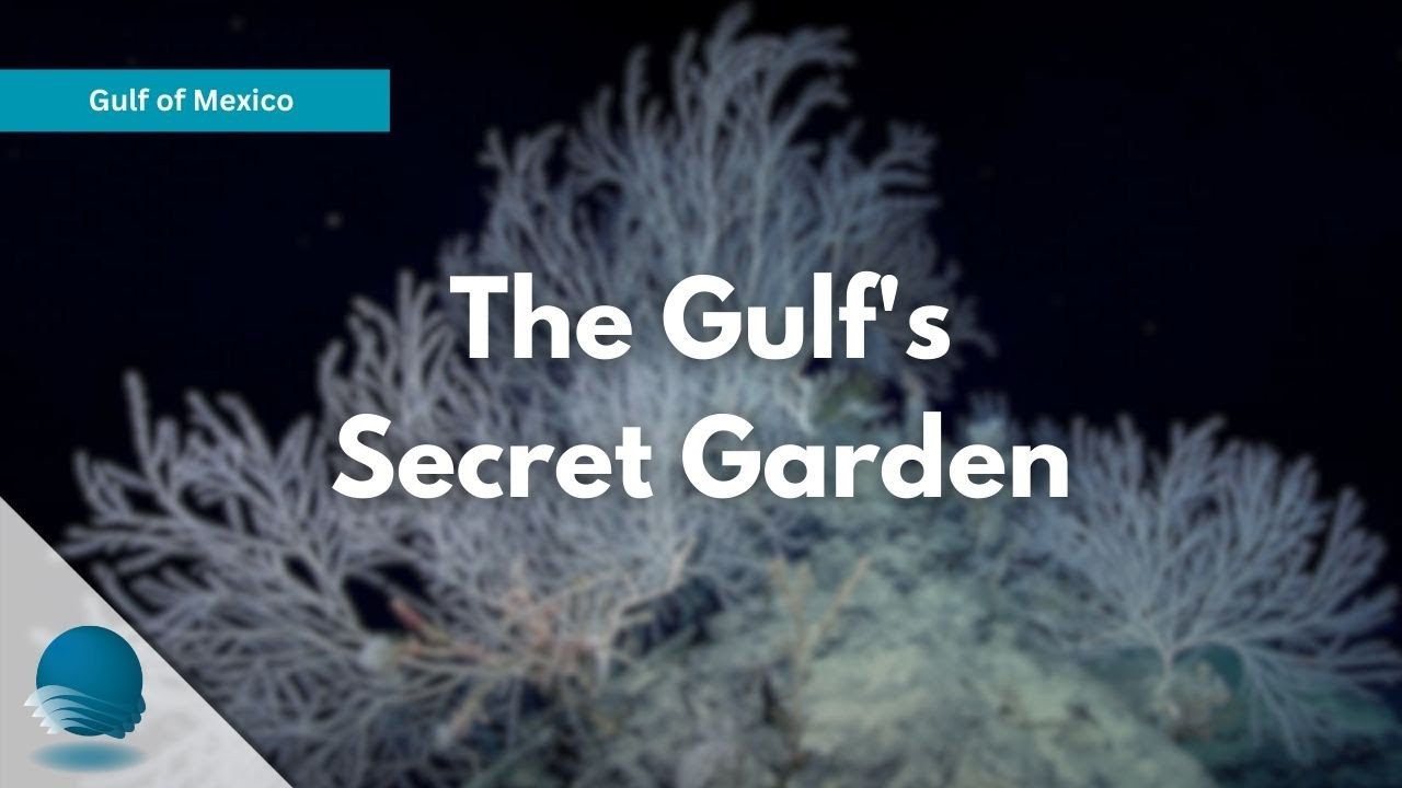 Gulf of Mexico: The Gulf's Secret Garden