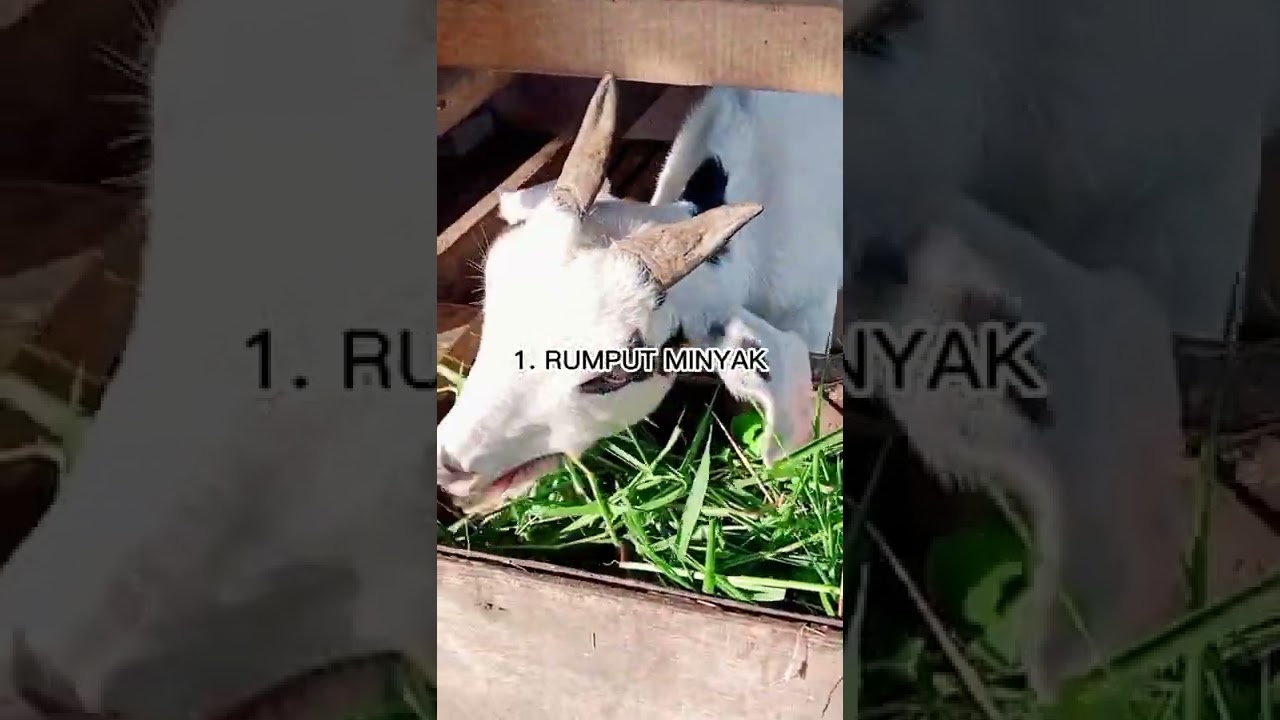 Makanan Ternakan Kambing Murah & Berkhasiat #TigaAhmadAgrofarm #Livestock #Goat