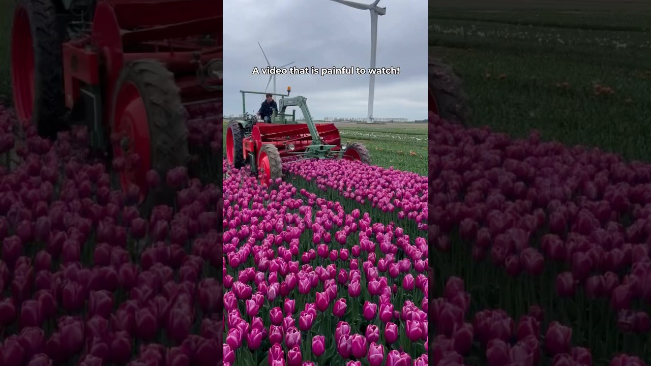 Tulip cutting in the Netherlands🌷 #dutchbulbs #flowers