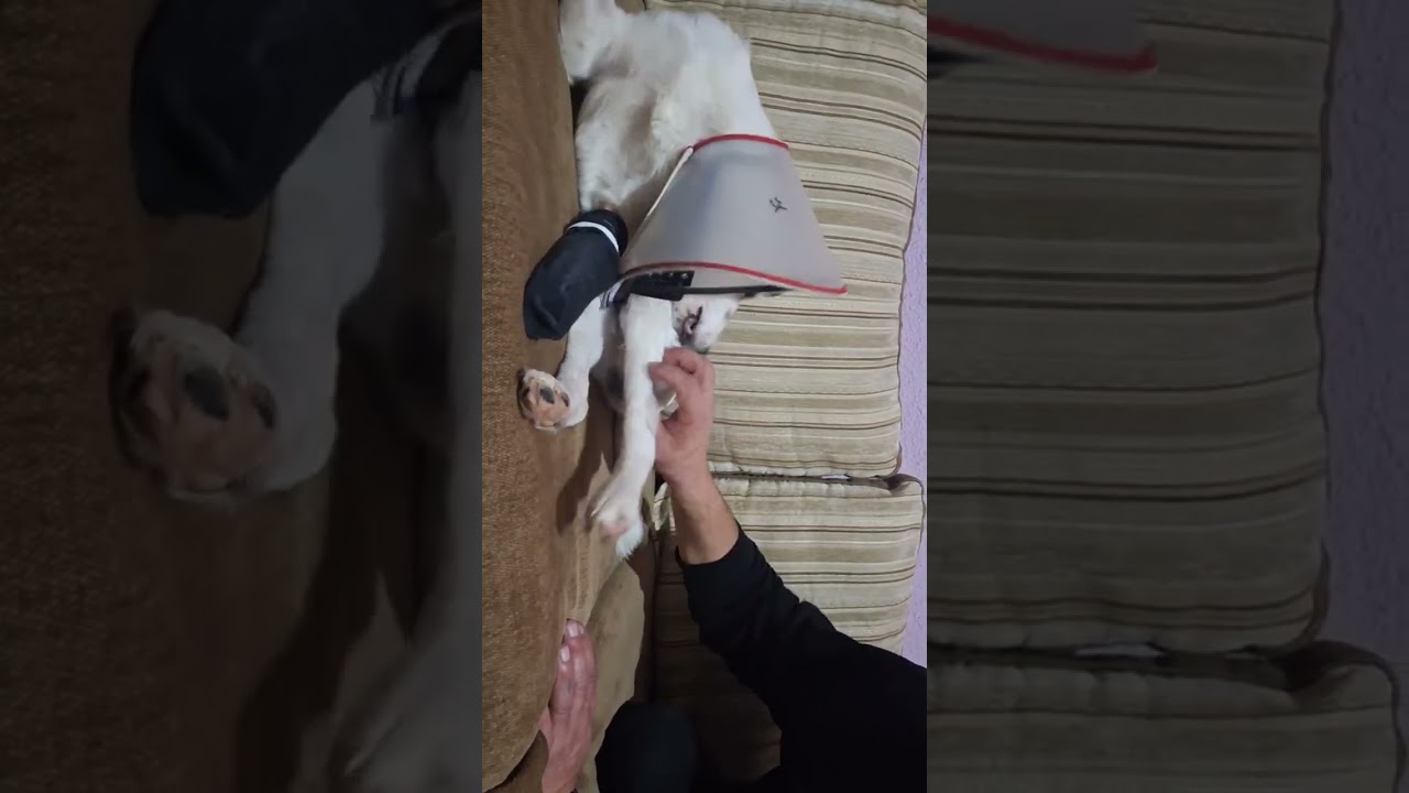 Умка после обработки и Андрей после приюта 😂😂😂