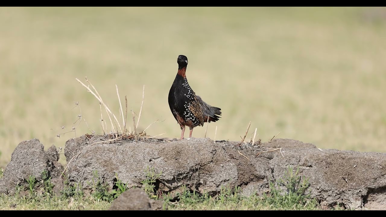 Turaç / Black Francolin / Francolinus francolinus