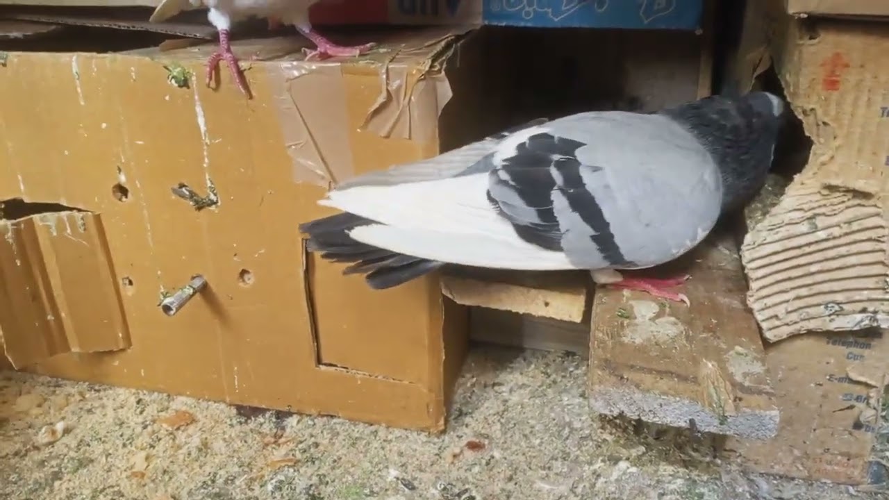 The dominant male