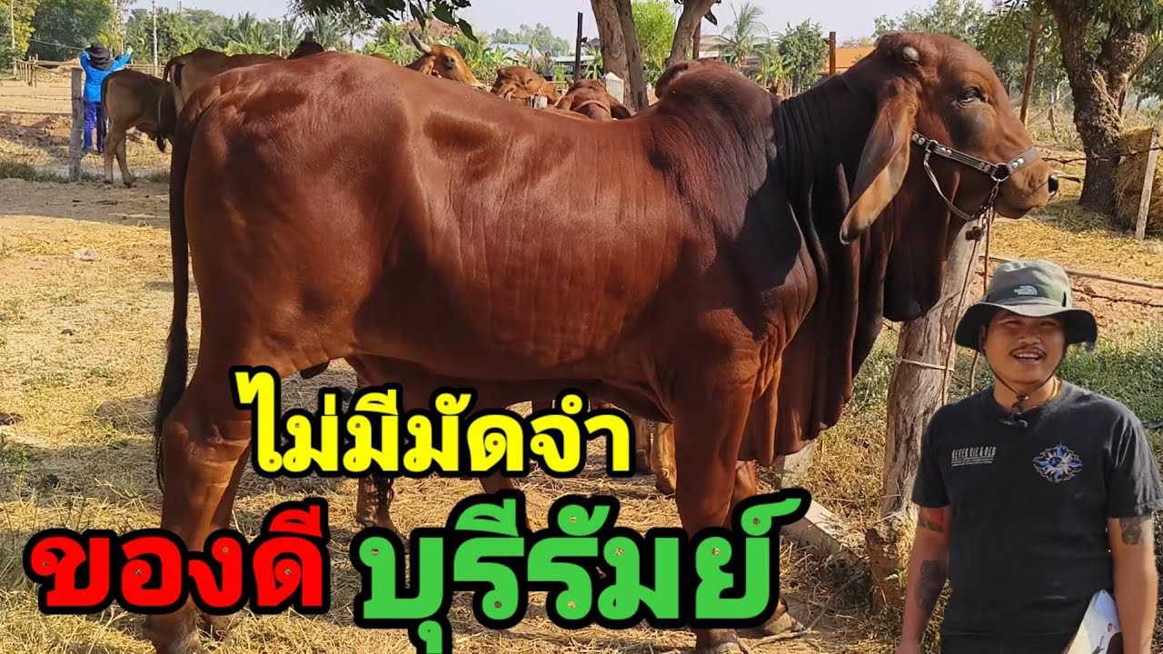 25 ม.ค.68 แอ็ด สตึก บุรีรัมย์ ขายถูกส่งฟรี ไม่มีมัดจำ