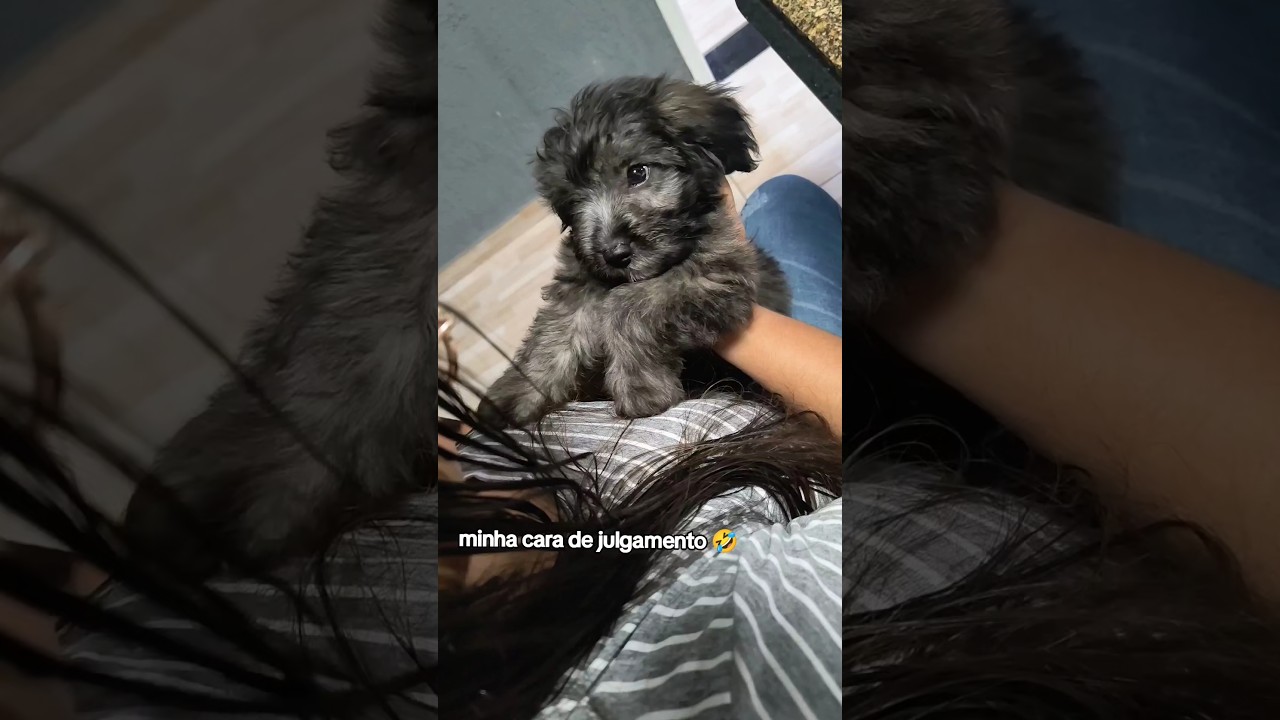 #cachorro