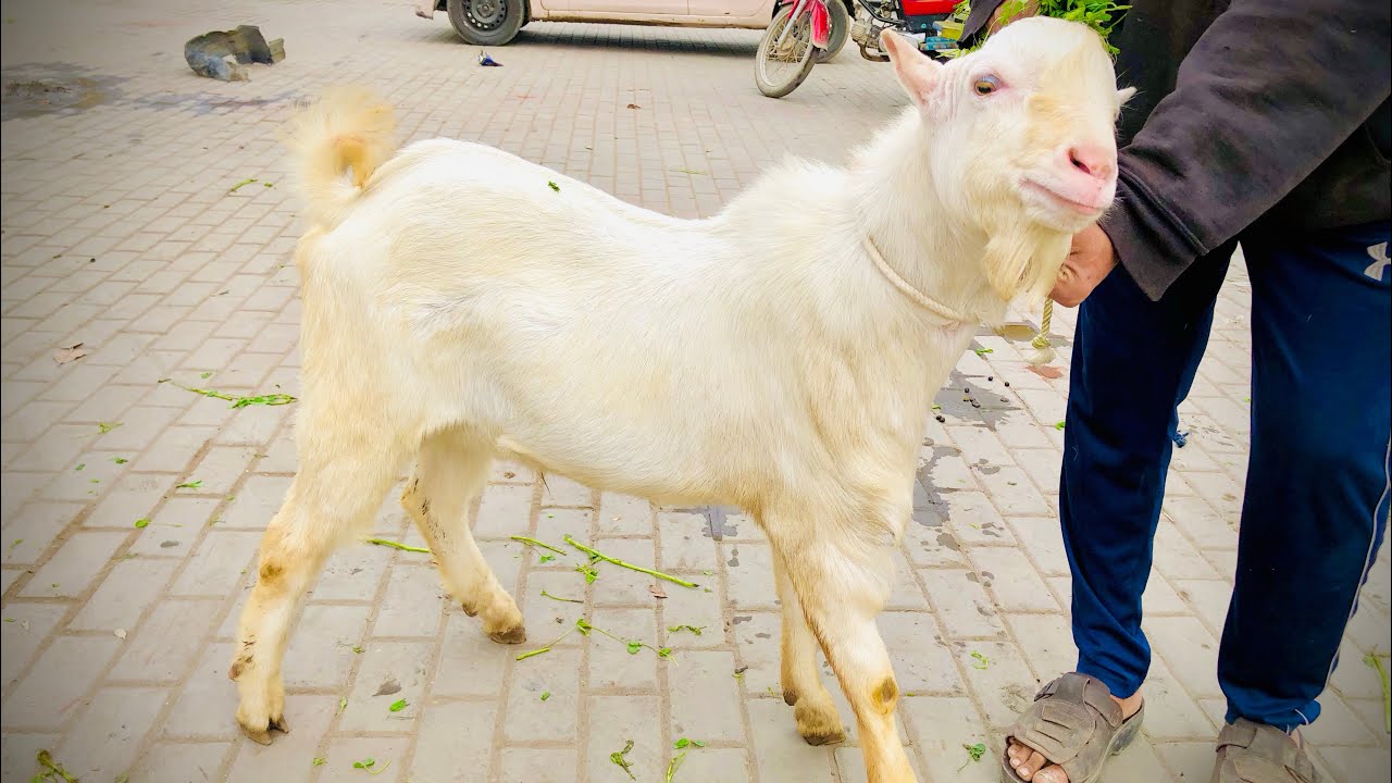 Today lahore Darogewala Mandi Update Qurbani 2026 Bakre Chatre Awami Shoq Official 