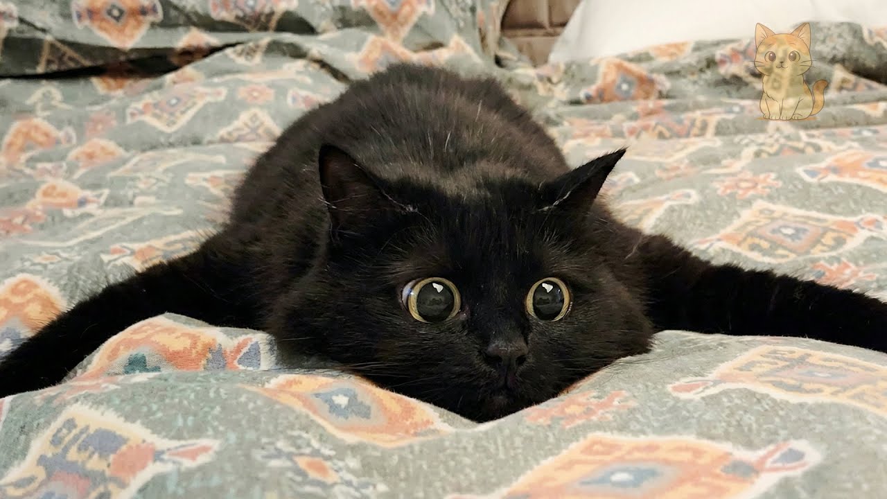 Funny Video About Cute Cats 😹 The Funniest Moments Of Beautiful Cats