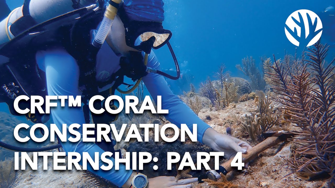 CRF&trade; Coral Conservation and Reef Restoration Internship: Part 4 of 4