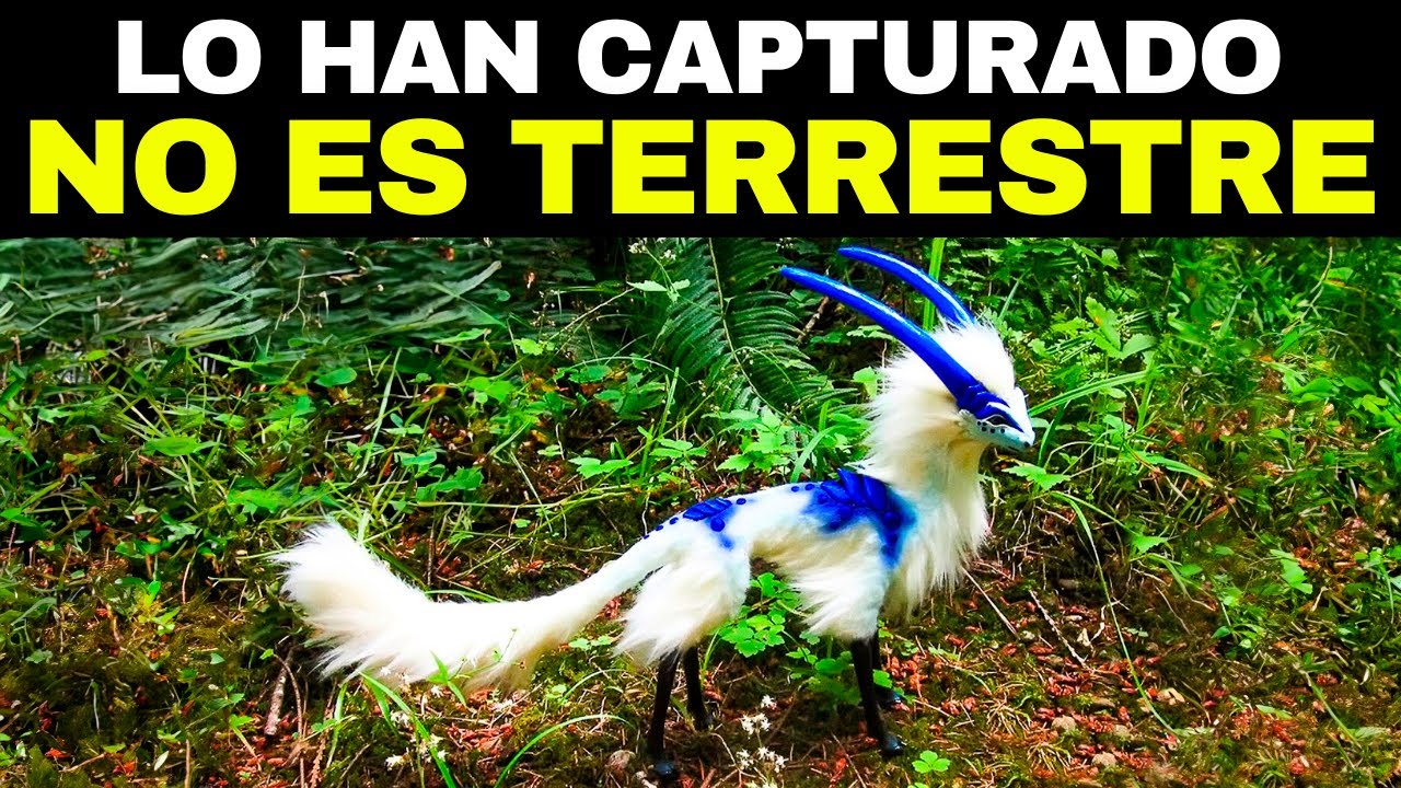Los 20 Animales M&aacute;s EXTRA&Ntilde;OS Captados En Video