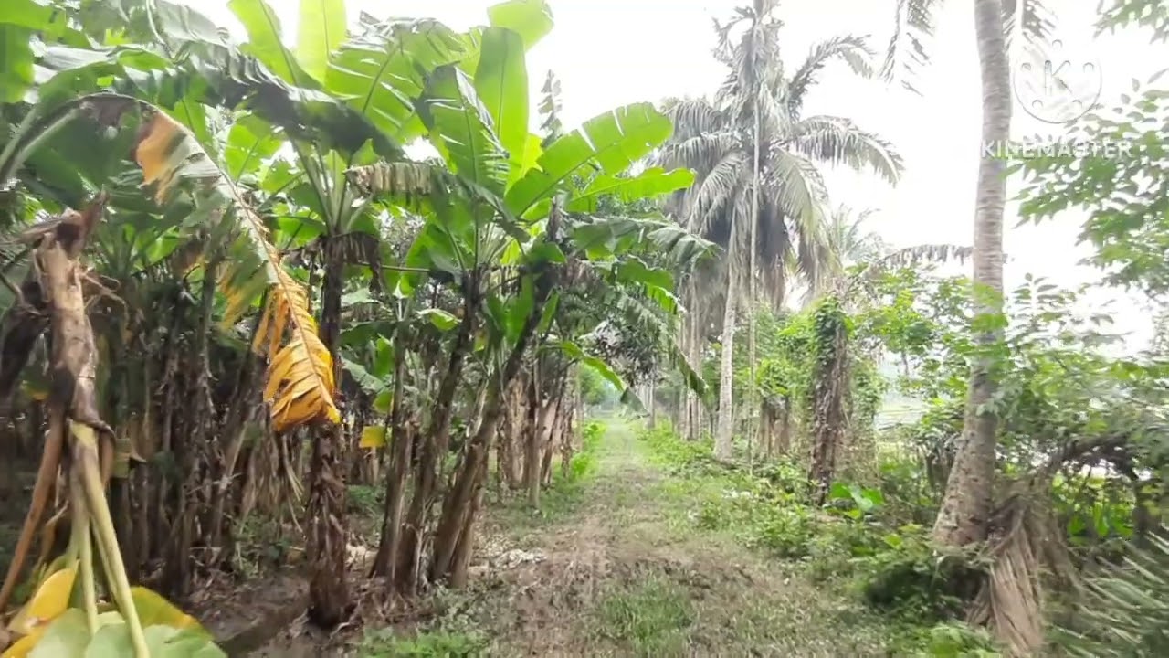 👉খুলনাতে ৬.৫ বিঘার বাগান বাড়ি বিক্রয়।াকা টু খুলনা, হাইওয়ের  পাশে।? হাসড়কের সাথে  লাগোয়া, জমি।