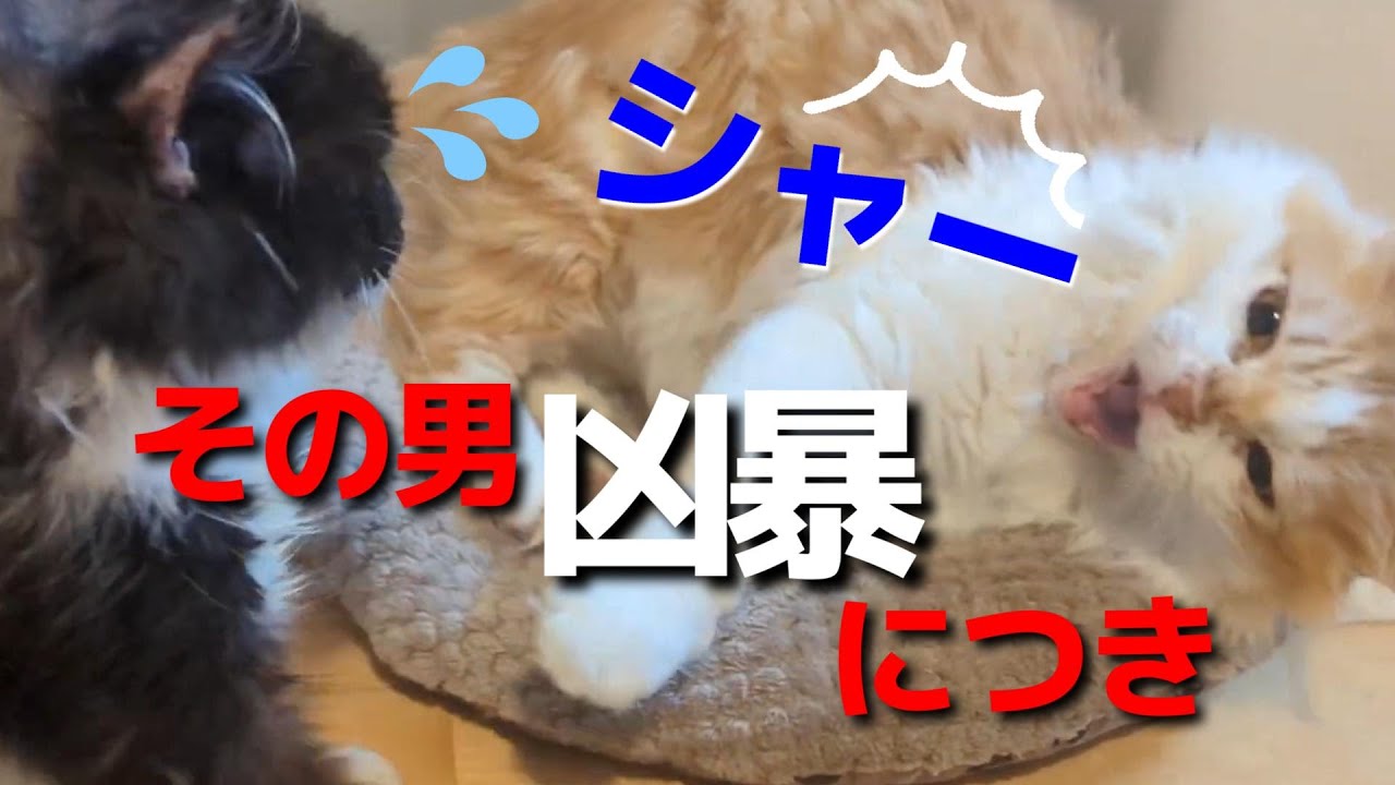【神戸保護猫】難病門脈シャントの萌ちゃんは同じ保護部屋のノエルが大好き。凶暴すぎるノエルに萌ちゃんを好きになってほしくてビューティー作戦してみたｗ
