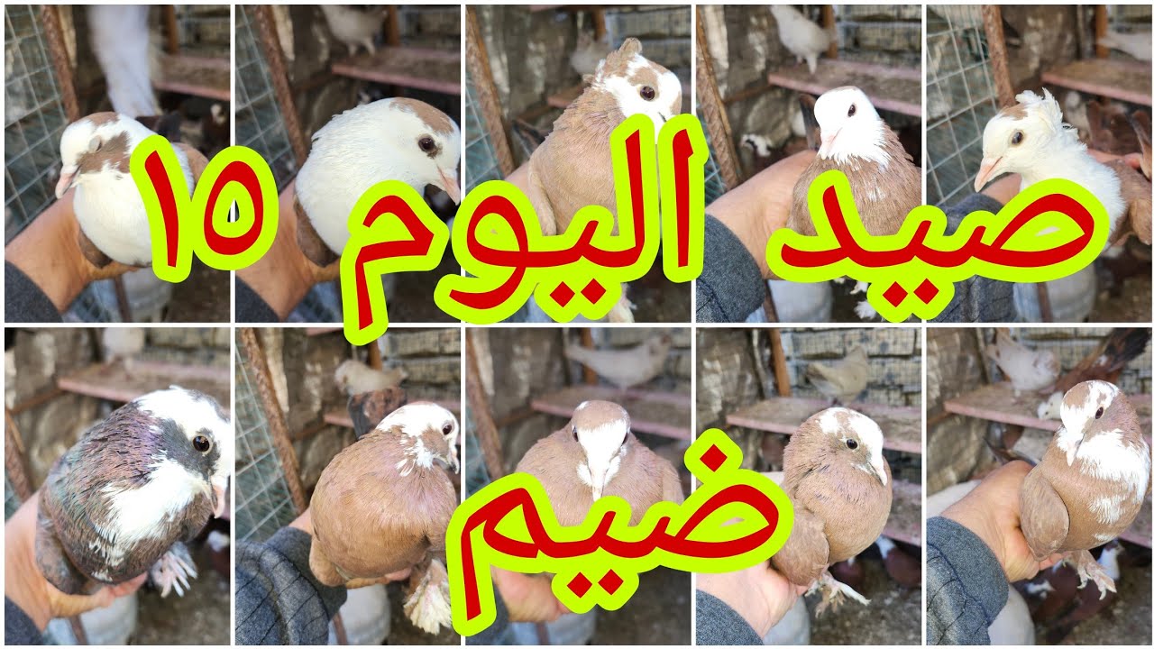 صيد اليوم تاريخي سجلوه يمكم ١٥ طير احمر حطه وحده🥰🥰🥰🥰🥰🥰🥰🥰🥰🥰🥰🥰🥰🥰@