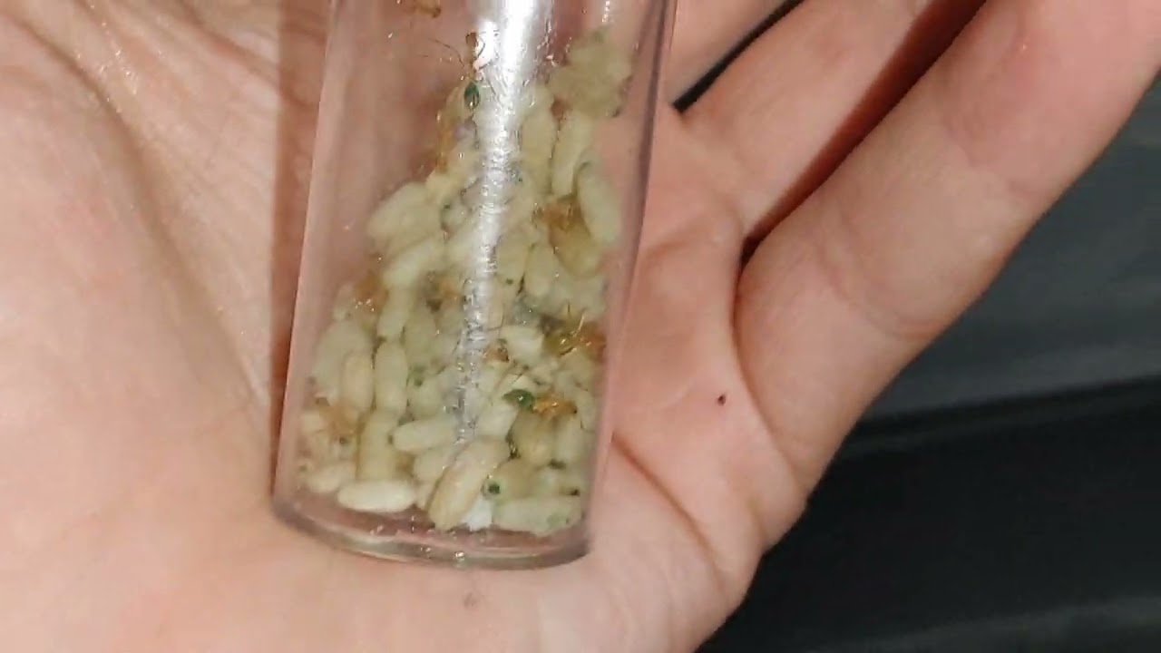 how to move honey pot ants to a new nest. (Myrmecocystus mexicanus)