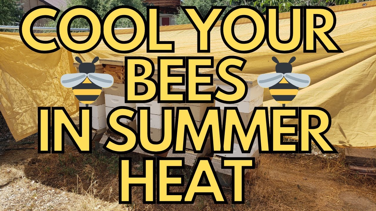 How To Keep Honey Bees Cool in Hot July and August Triple Digit Heat