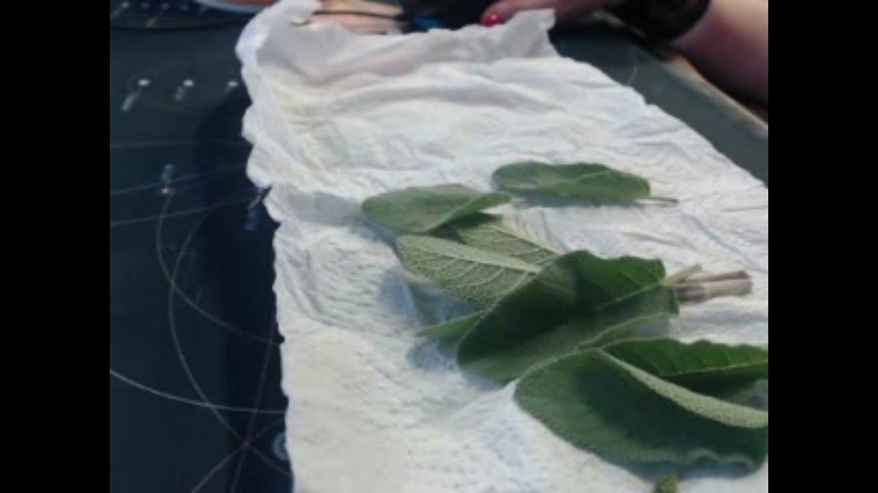 vertus de la sauge officinale/virtues of Sage officinalis