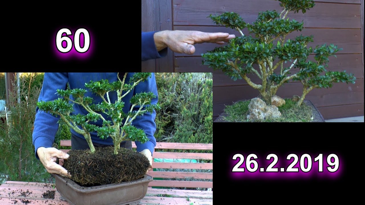 Bonsai Boxwood Buchsbaum Buxus schneiden und zum Frühling Umtopfen ?
