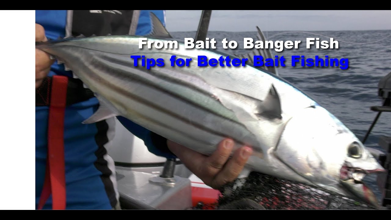 From Bait to Banger Fish &mdash; The Secret to Better Bait Fishing