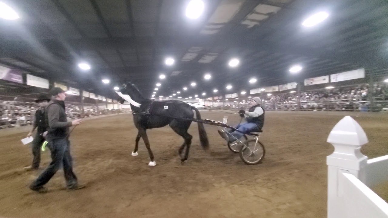 Gordyville Standardbred Sale 2020 lot 55