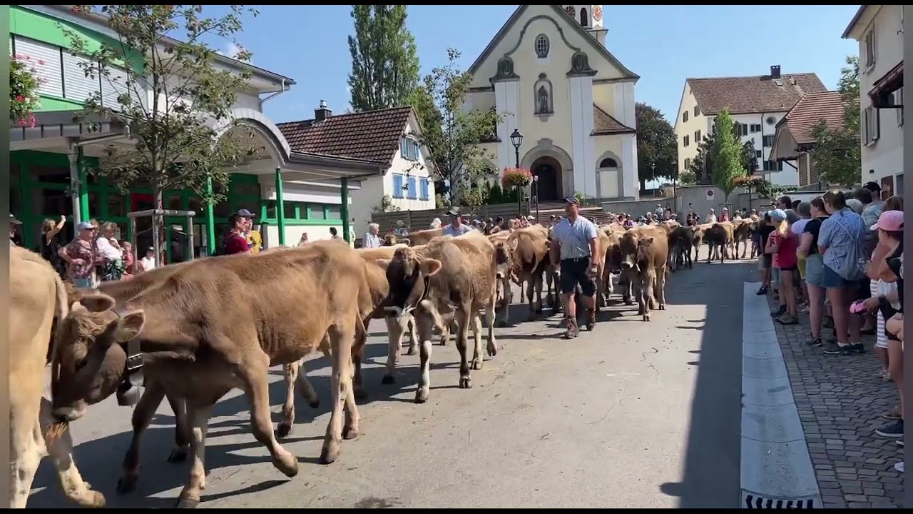Alpabfahrt Mels 9. September 2023