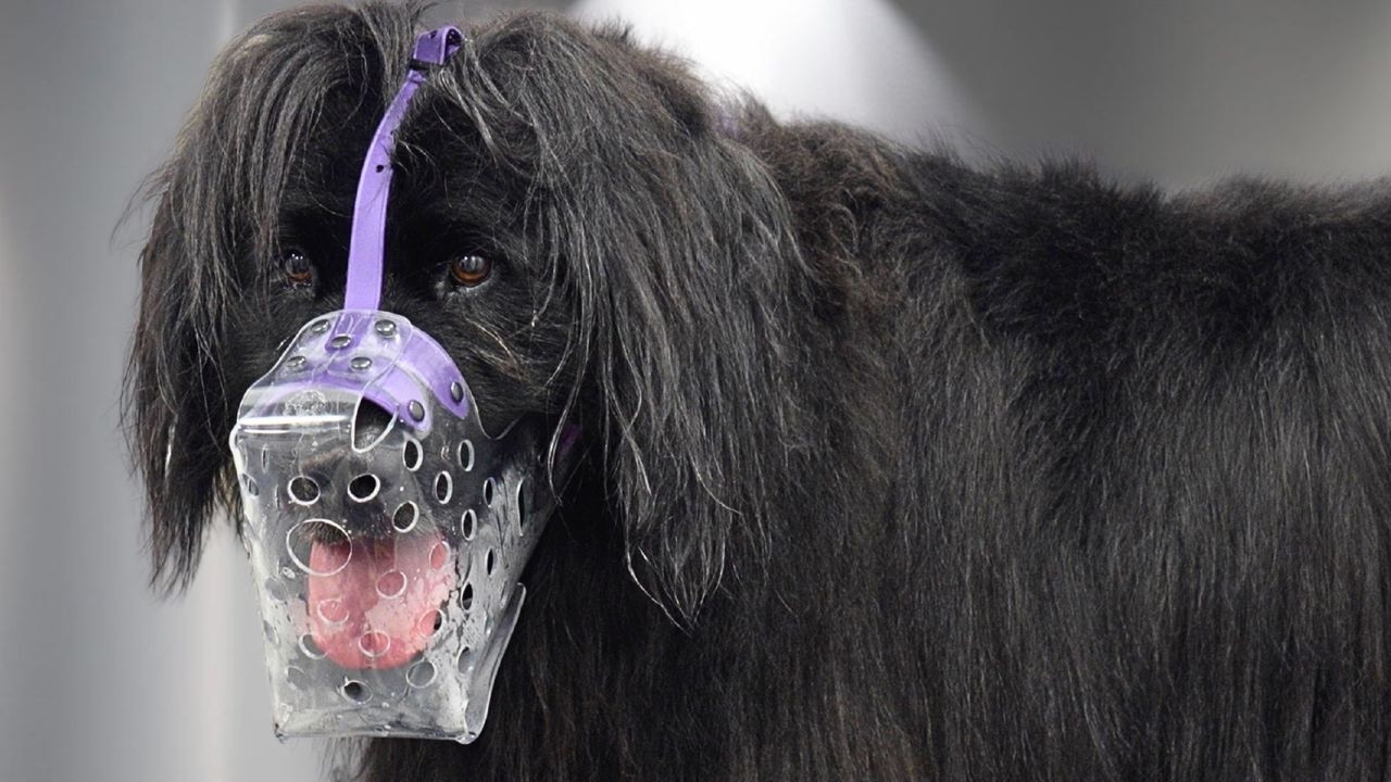 I Never Thought I'd Muzzle a Newfoundland Dog...