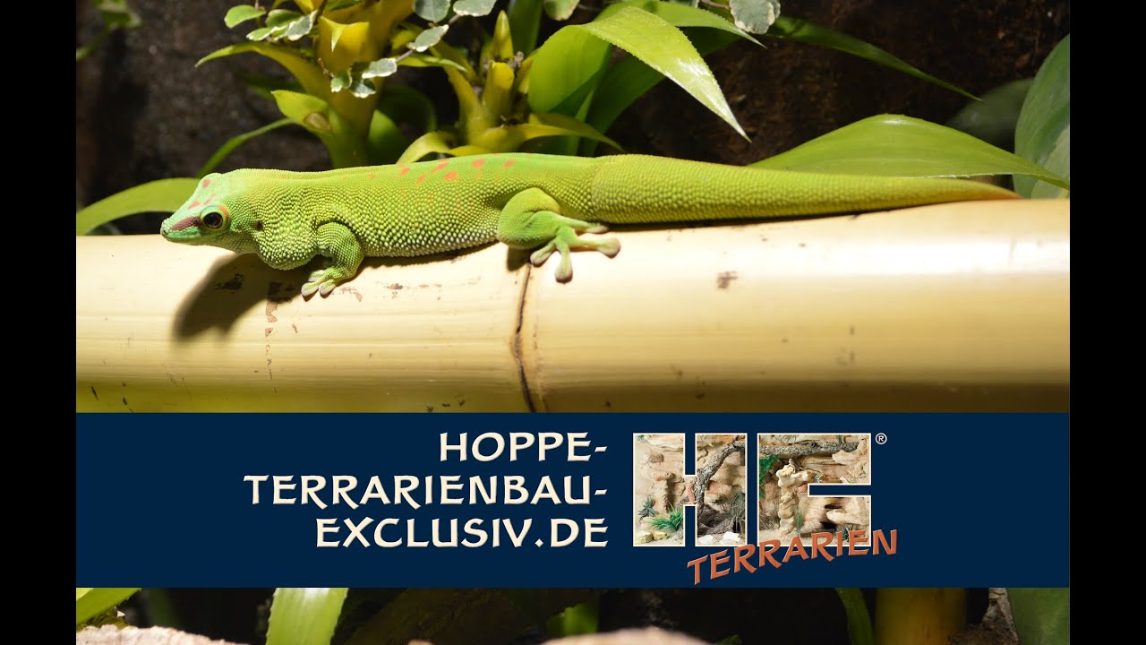 Terrarium für Phelsuma grandis - Großer Madagaskar Taggecko
