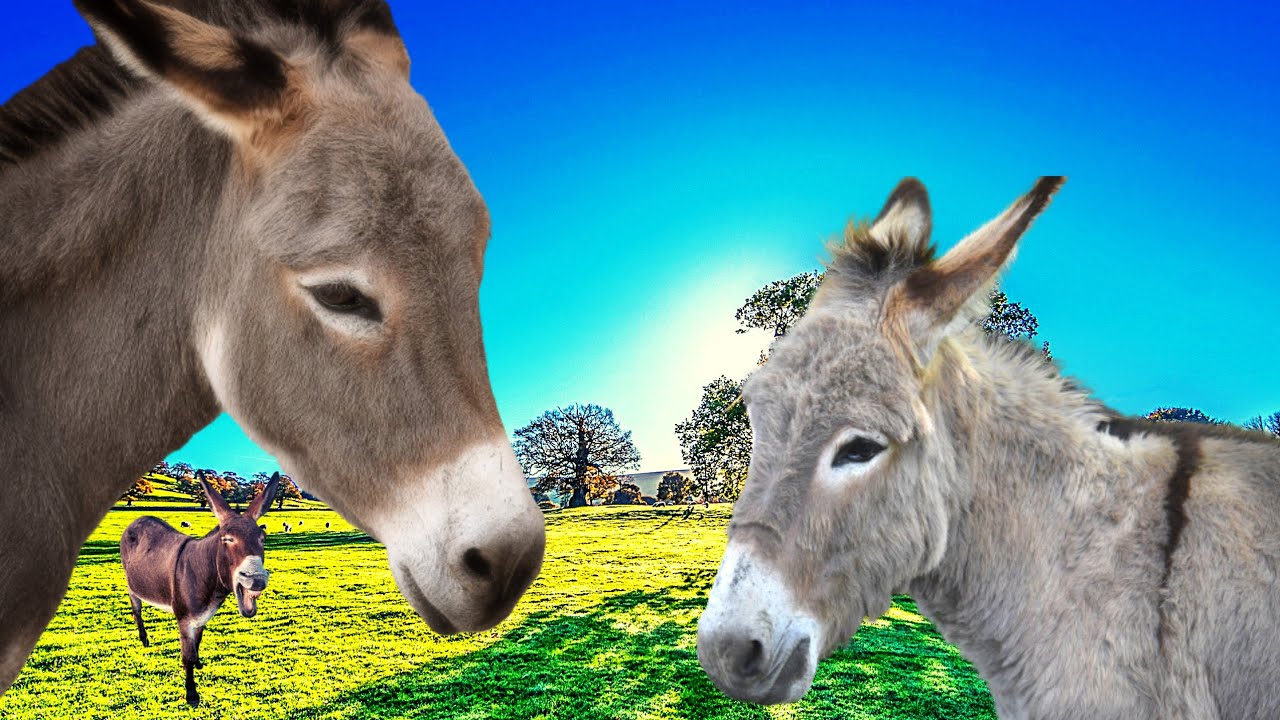 Farm animal: Donkey neighing...