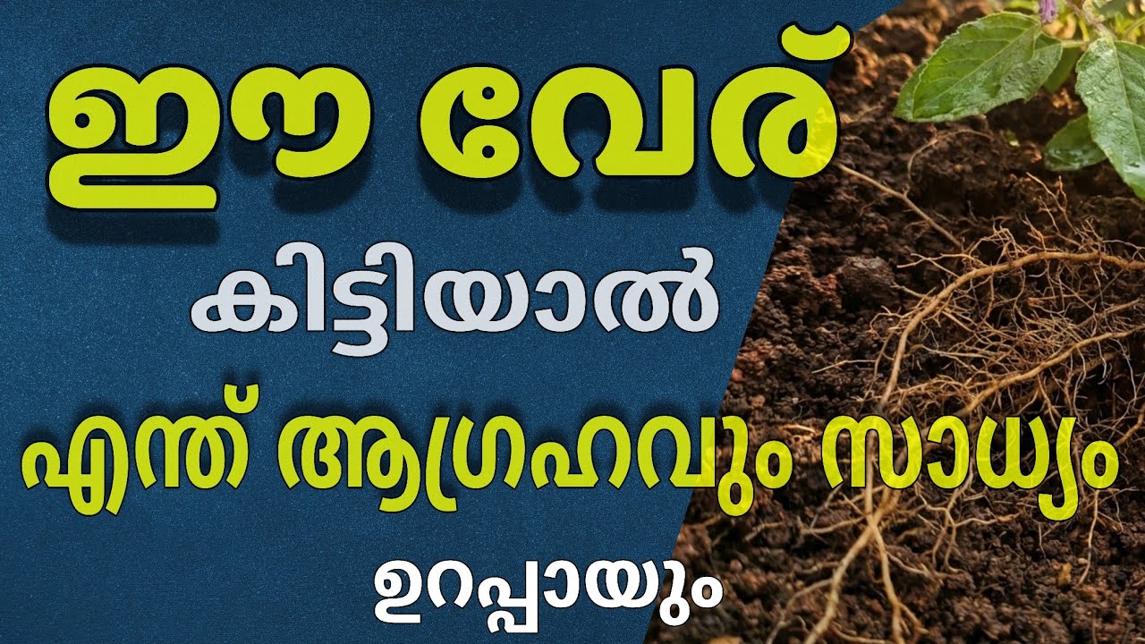 ഈ ഒരു വേര് കൈയ്യിൽ കരുതിയാൽ ഏത് ആഗ്രഹവും സാധിക്കാം 100% ഉറപ്പ് Astrology Malayalam 