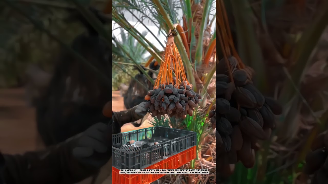 Innovative Harvesting Methods for Efficient Date Cultivation #fruit #satisfying