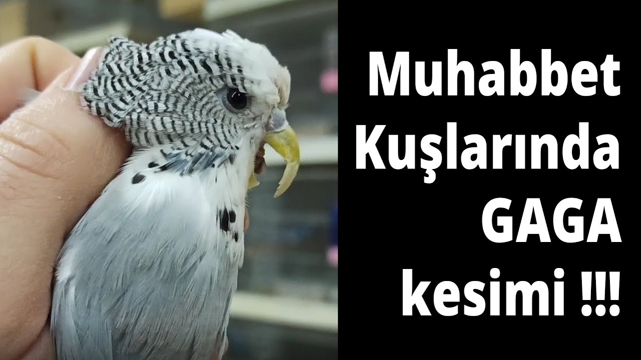 Muhabbet kuşlarında gaga nasıl kesilir ?