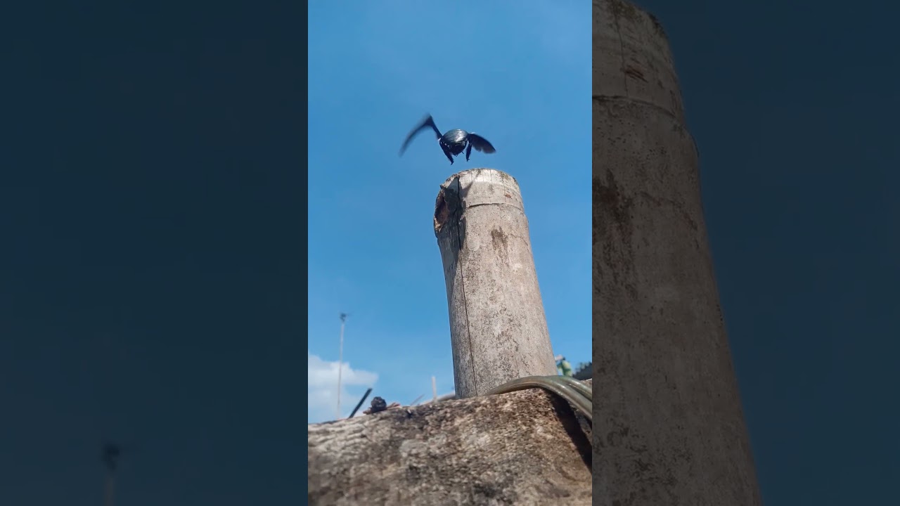 Pendaratan Tawon Bangbara