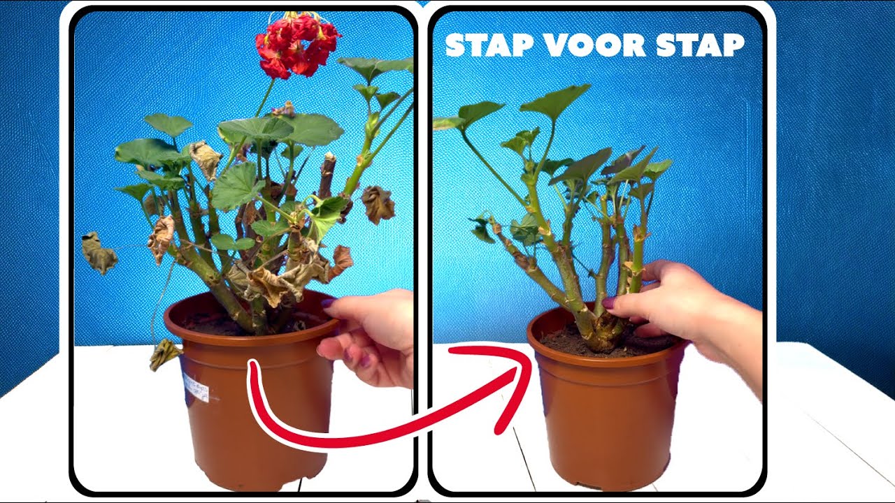 Geraniums overwinteren: Hoe je ze binnen verzorgt | Tips voor NIET-winterharde geraniums