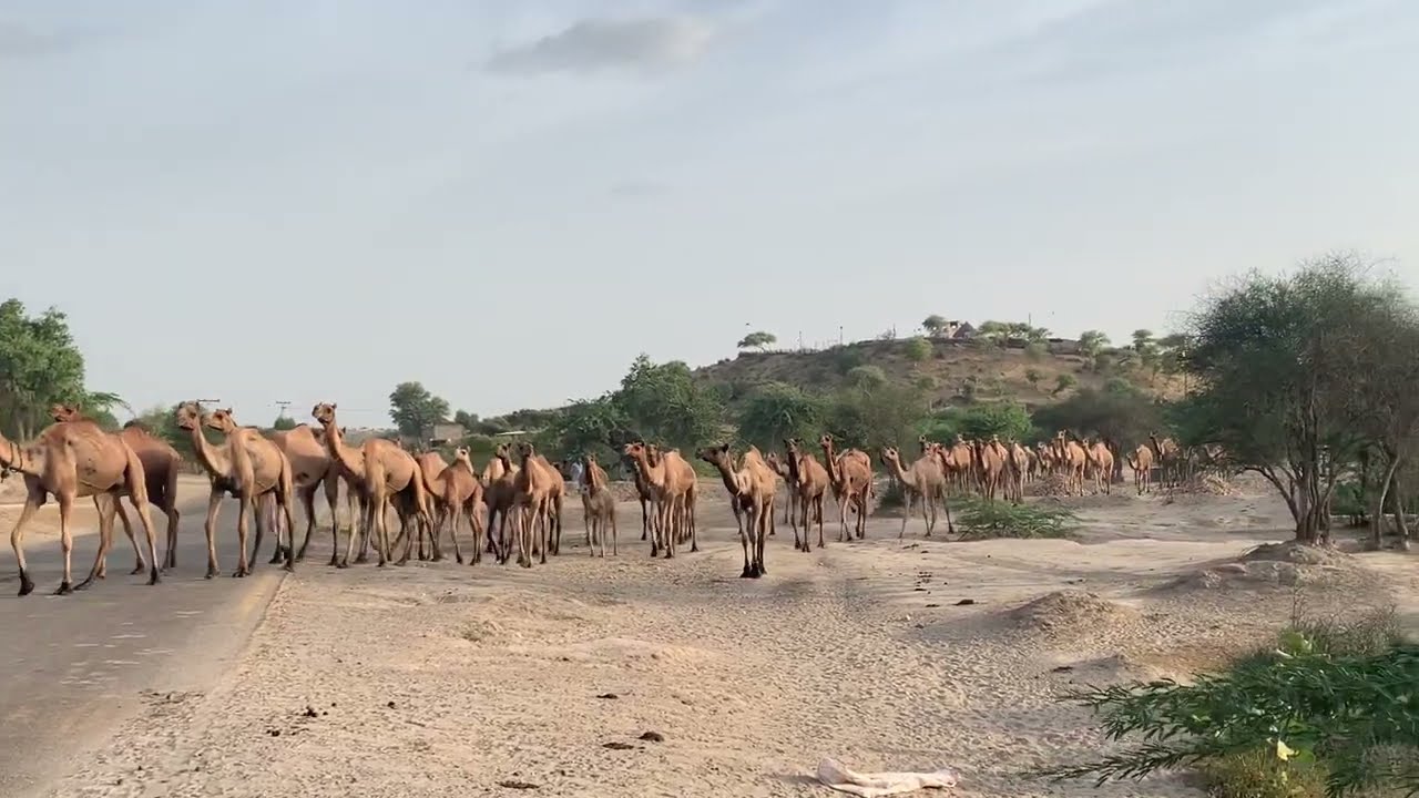 Camels group back at farm || Camel Desert life