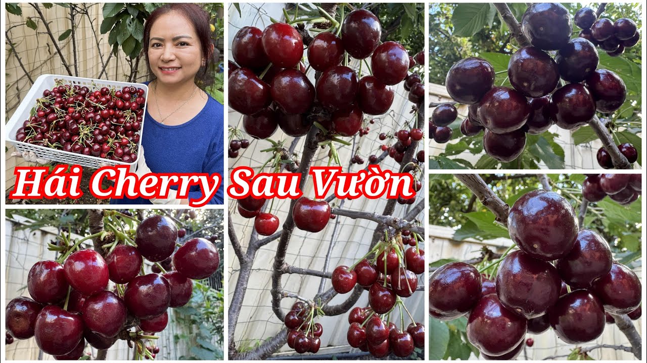 Hái một giỏ Cherry chín mộng sau vườn ở Úc/Sang La Úc Châu