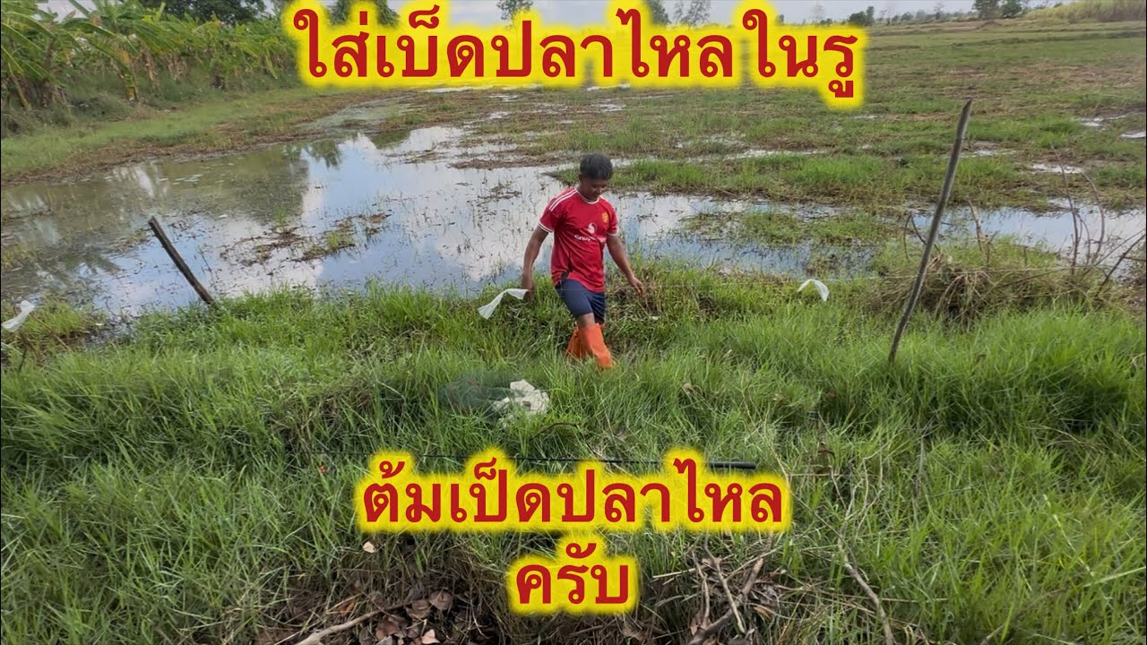 ใส่เบ็ดปลาไหลในรูต้มเปตรปลาไหลที่ทุ่งนาครับ #แรงงานไทยในเกาหลี  #automobile  #ใส่เบ็ดปลาไหล