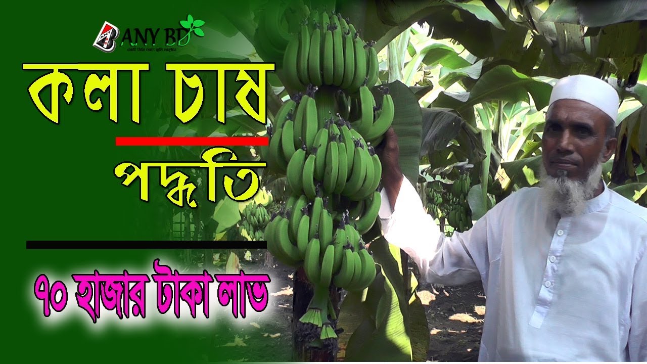 কলা চাষ পদ্ধতি। অন্যান্য চাষের চেয়ে বেশী লাভ। ৪৫ ডেসিমাল জমিতে
