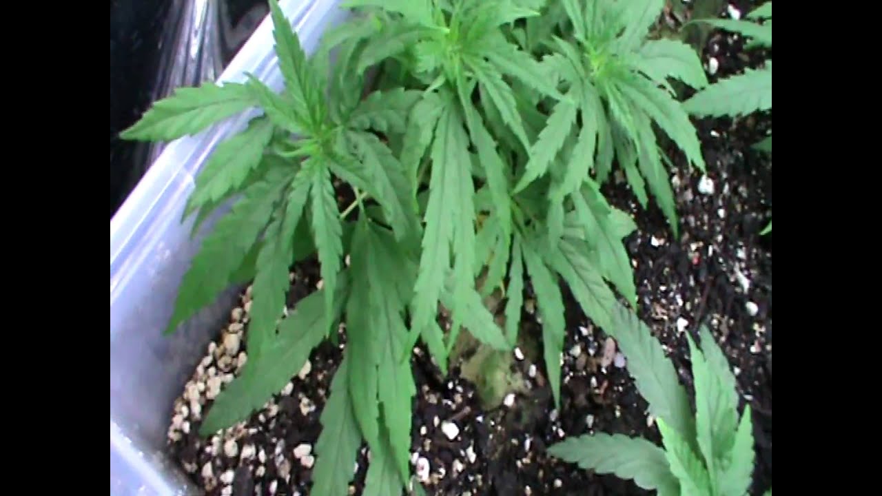 Stealth CFL Cupboard Grow- Week 7 Video